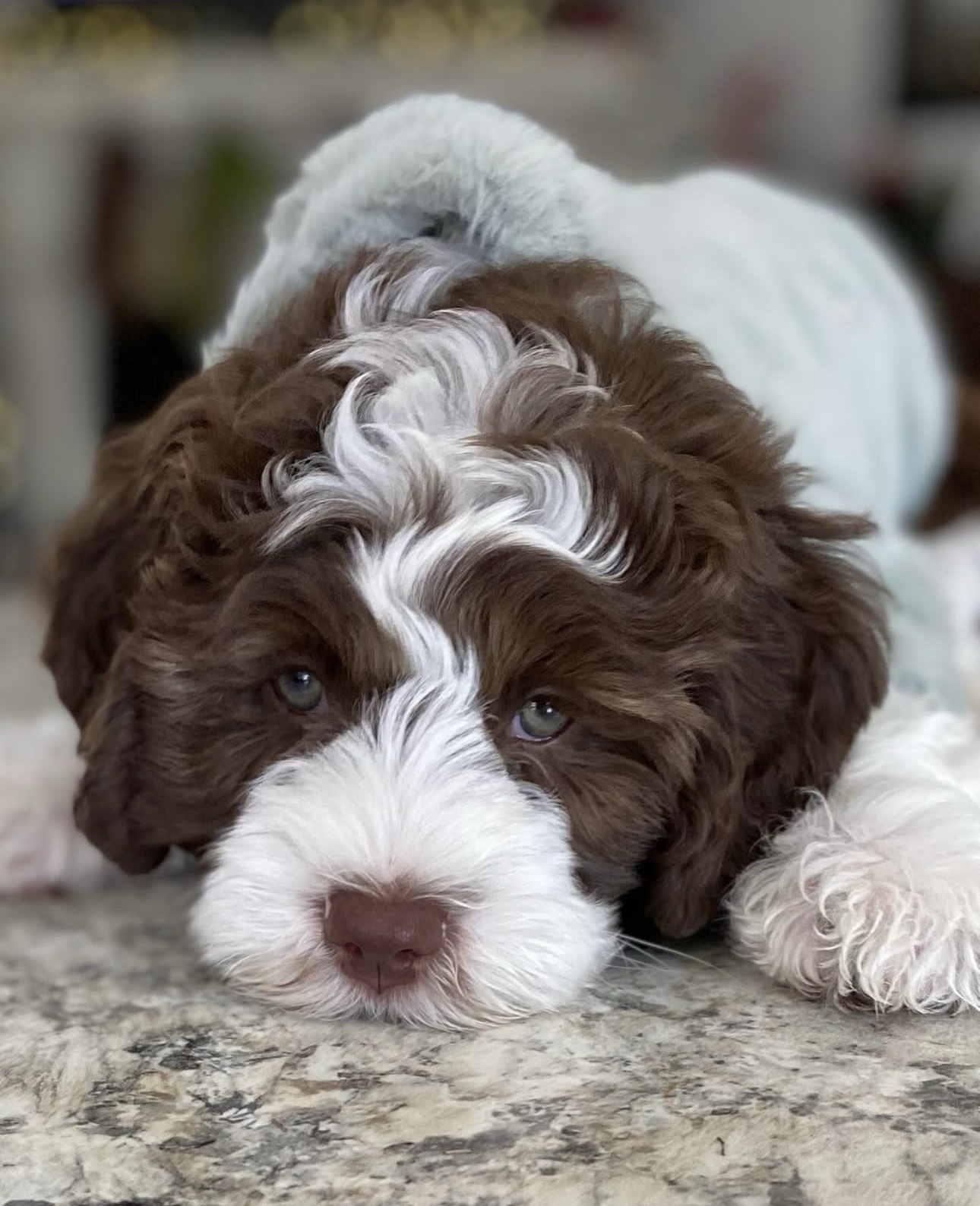 Female / Name: ( Peris ) Medium Sheepadoodle - Image 3