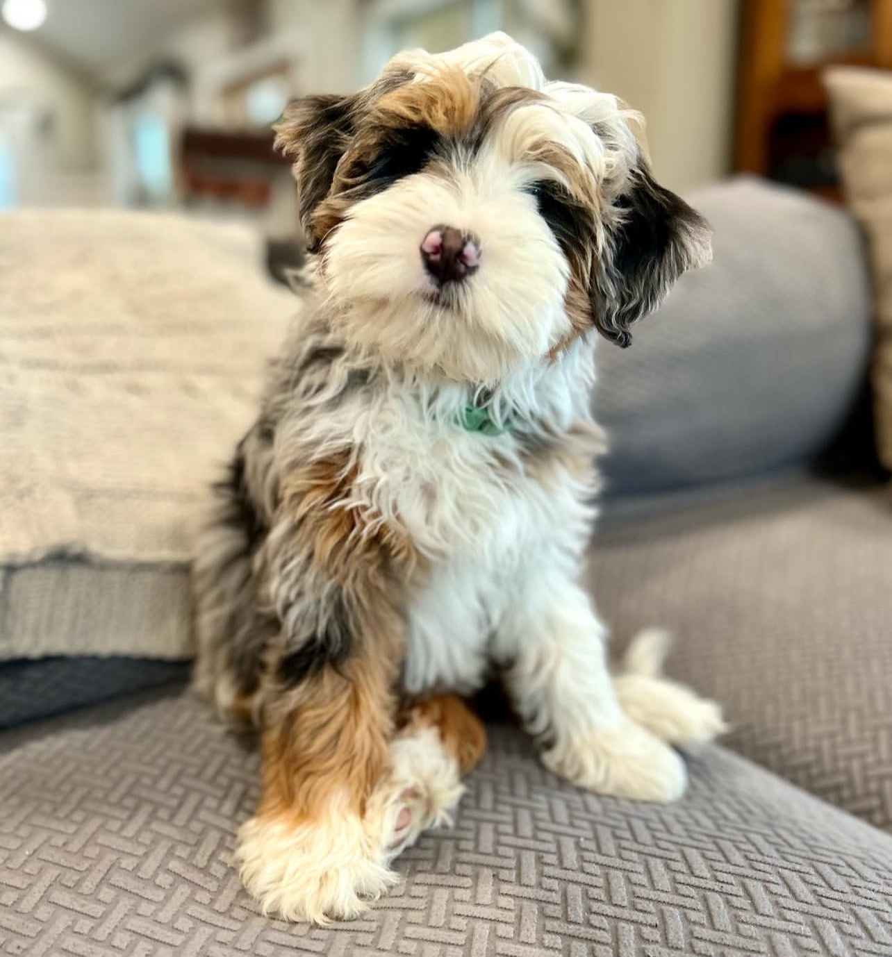Female/ Name: ( Kiwi ) Mini Bernedoodle - Image 5