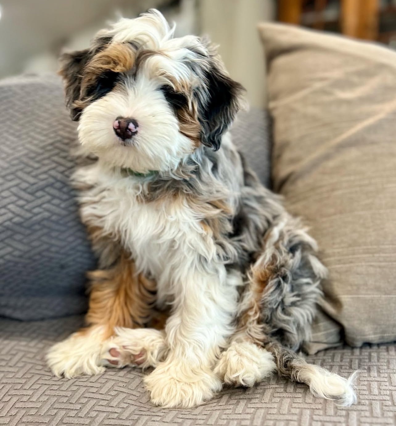 Female/ Name: ( Kiwi ) Mini Bernedoodle - Image 4