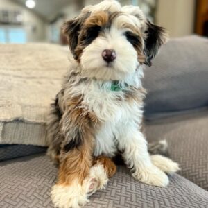 Female/ Name: ( Kiwi ) Mini Bernedoodle