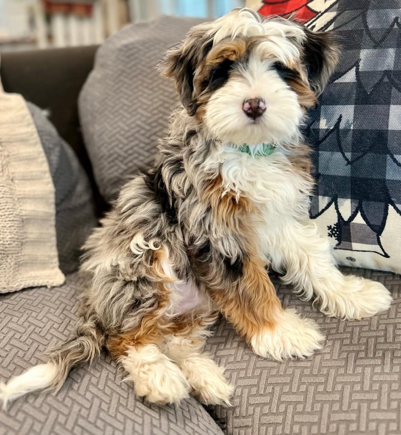 Female/ Name: ( Kiwi ) Mini Bernedoodle - Image 2