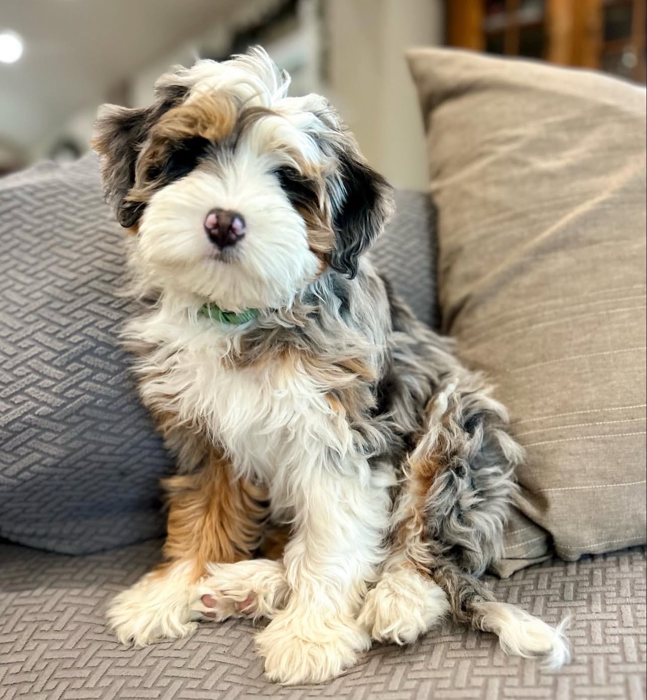 Female/ Name: ( Kiwi ) Mini Bernedoodle - Image 3
