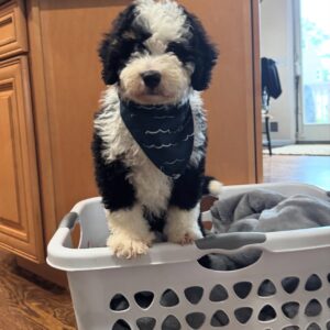 Male/ Name: ( Hank ) Mini Sheepadoodle