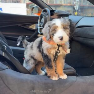 Male/ Name: ( Gray ) Standard Bernedoodle