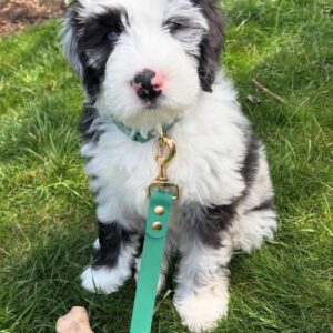 Female/ Name: ( Hailey ) Standard Sheepadoodle