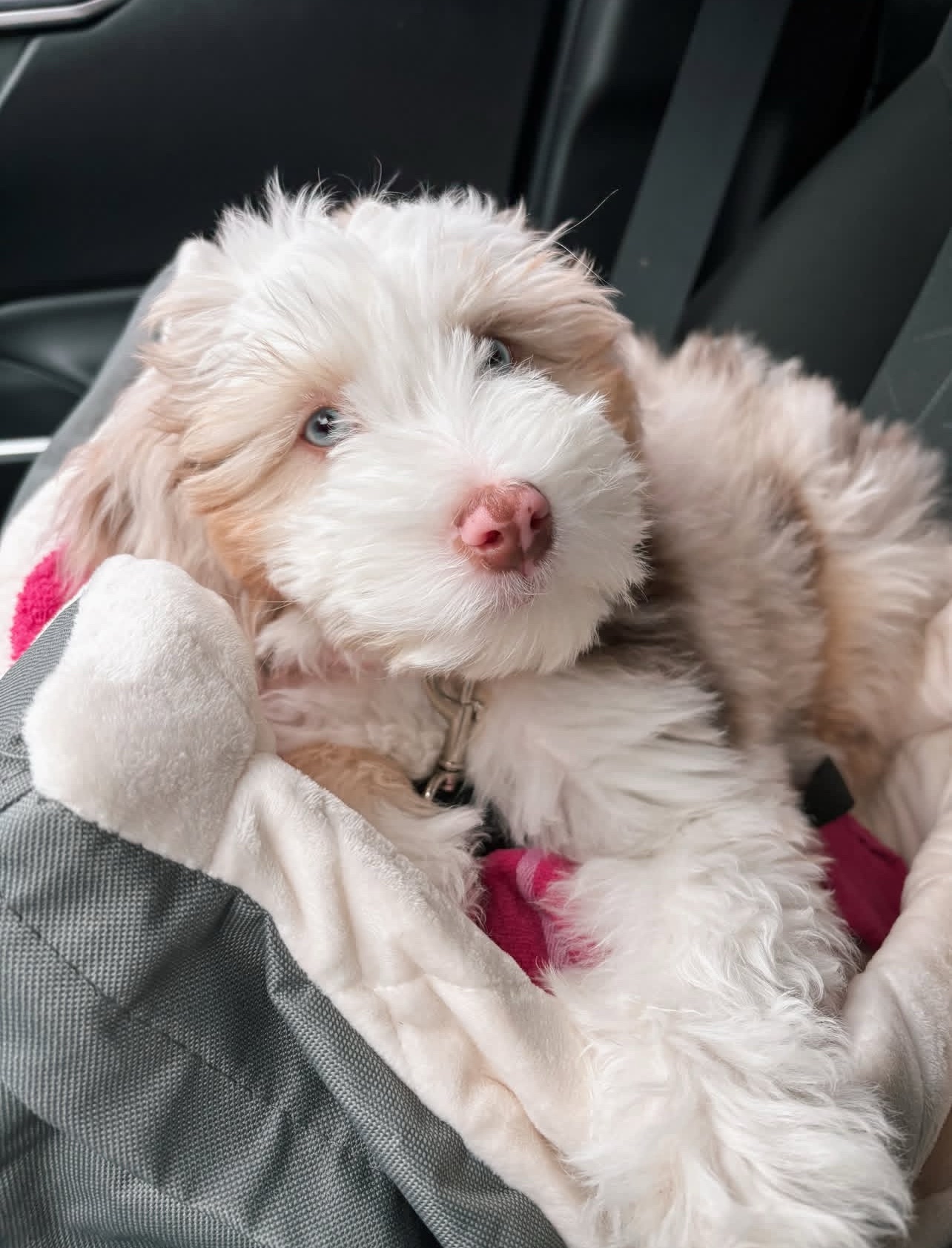 Female/ Name: ( Honey ) Standard Sheepadoodle - Image 3