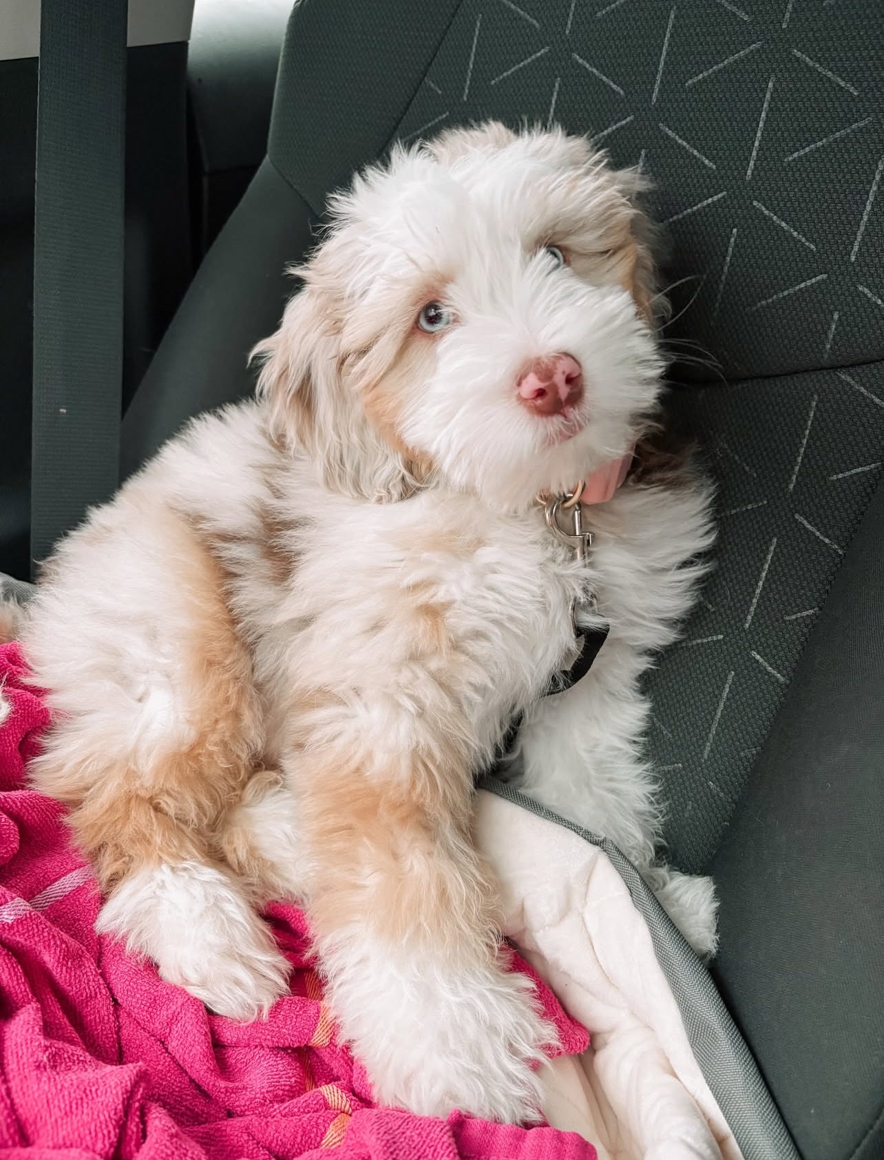 Female/ Name: ( Honey ) Standard Sheepadoodle - Image 2
