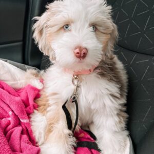 Female/ Name: ( Honey ) Standard Sheepadoodle