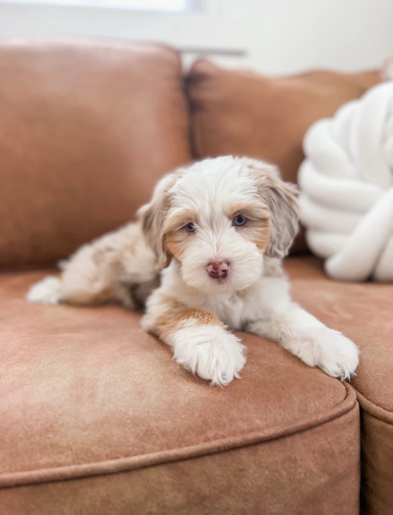 Female/ Name: ( Honey ) Standard Sheepadoodle - Image 5