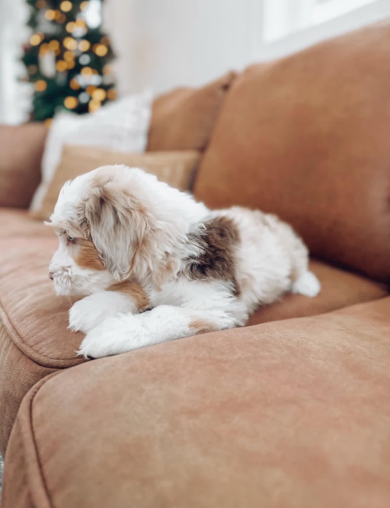 Female/ Name: ( Honey ) Standard Sheepadoodle - Image 6