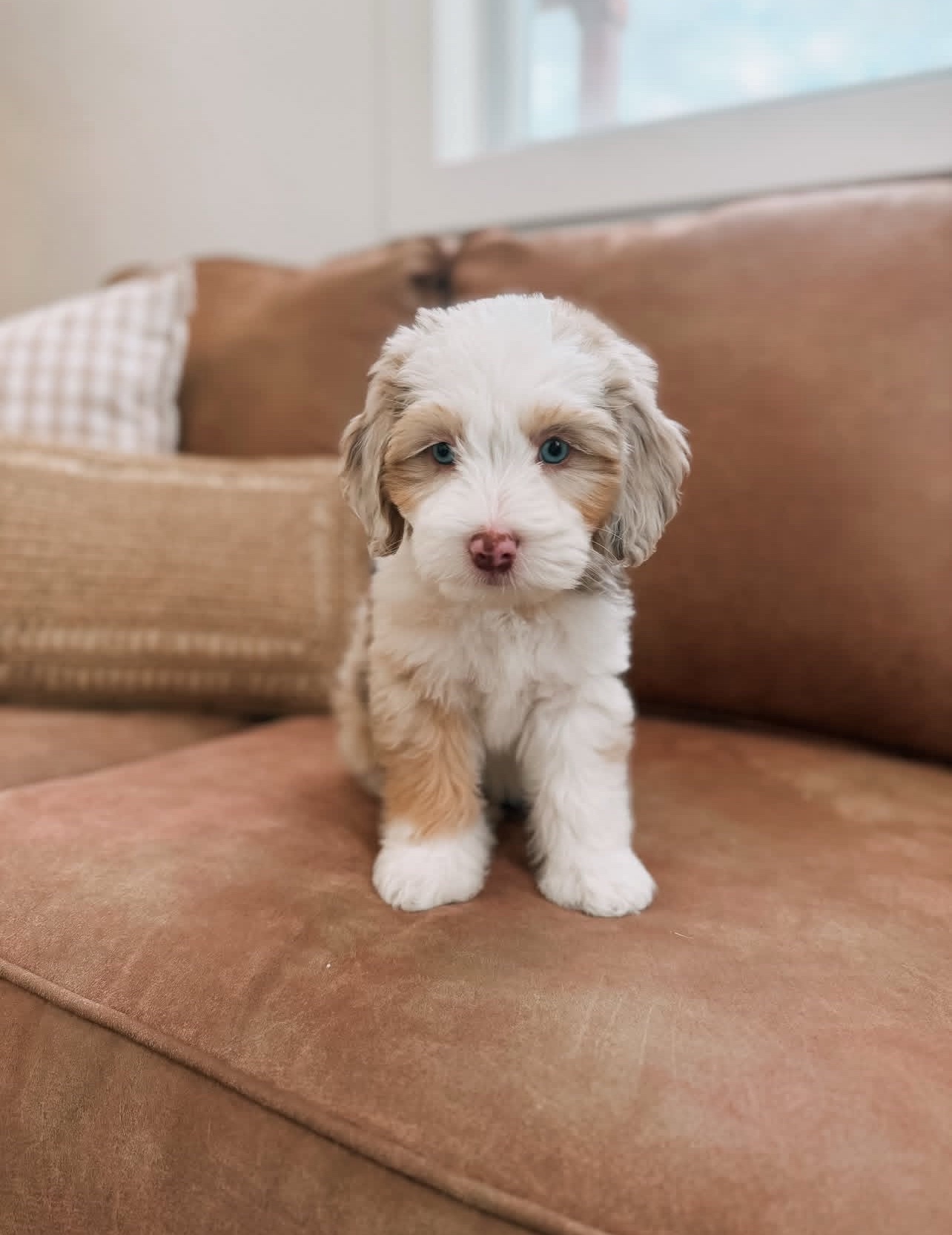 Female/ Name: ( Honey ) Standard Sheepadoodle - Image 4