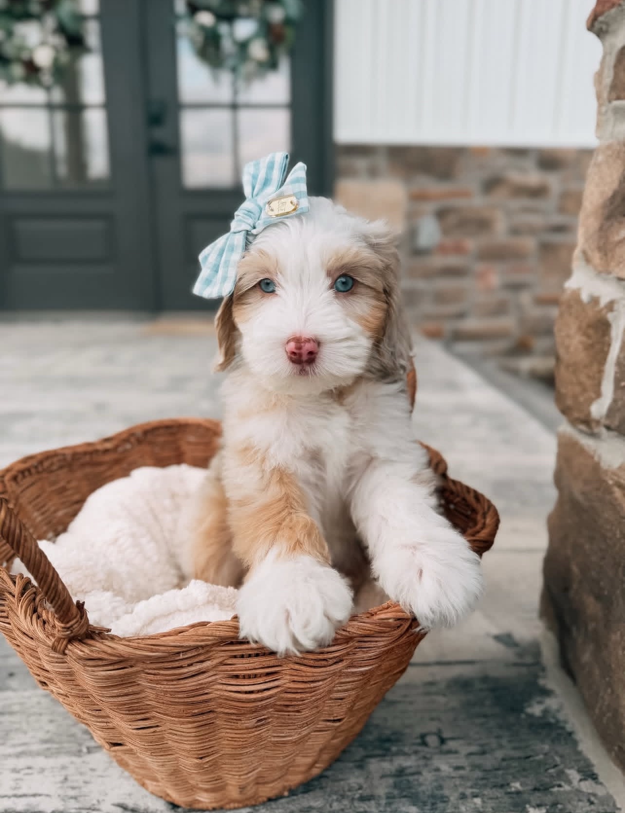 Female/ Name: ( Honey ) Standard Sheepadoodle - Image 7