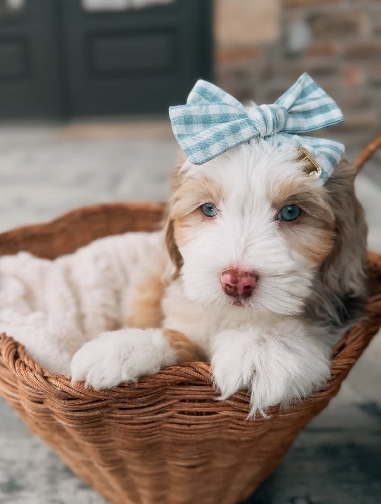 Female/ Name: ( Honey ) Standard Sheepadoodle - Image 8