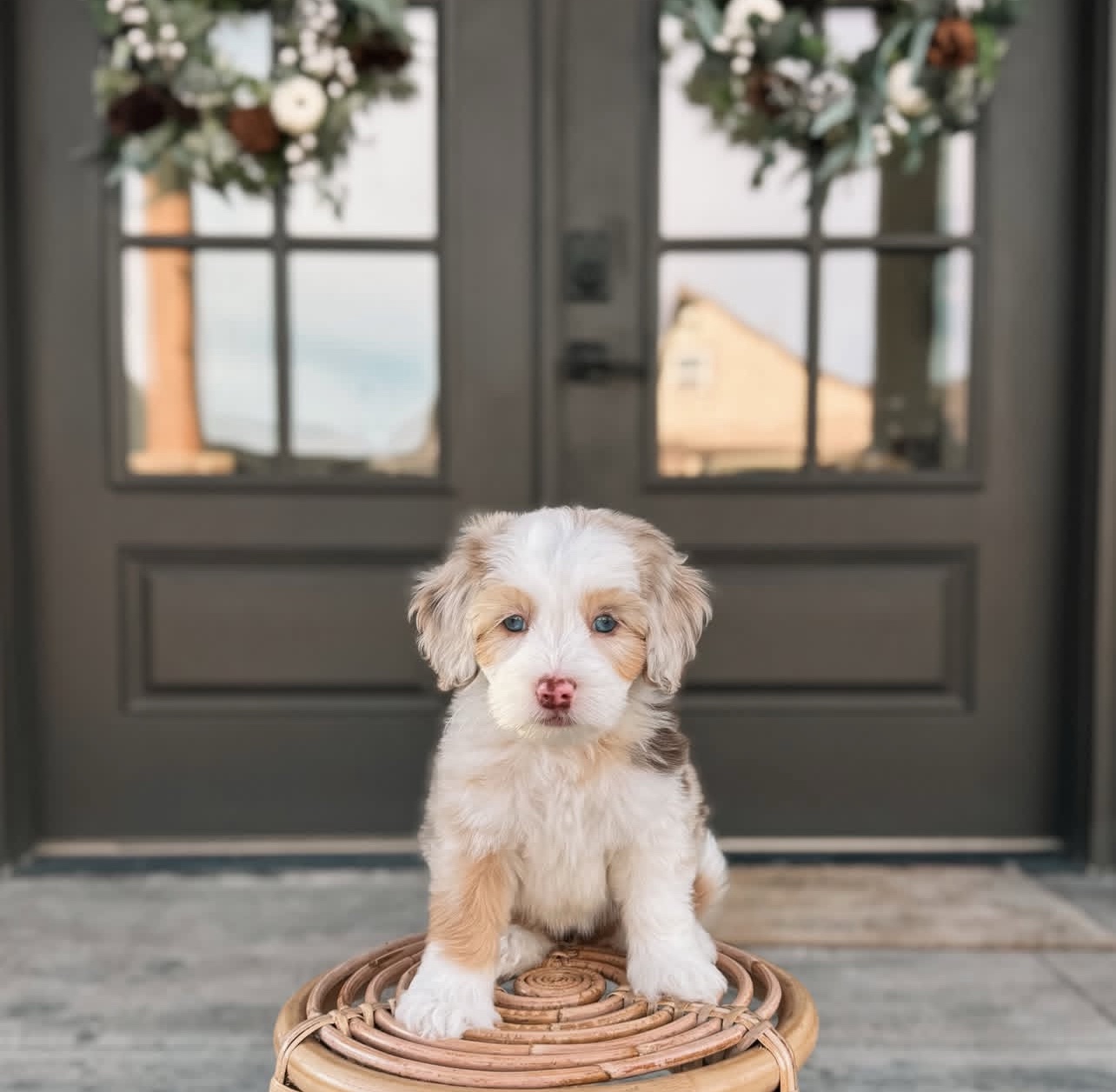 Female/ Name: ( Honey ) Standard Sheepadoodle - Image 9