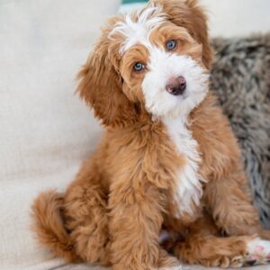 Female/ Name: ( Luisa ) Standard Benerdoodle
