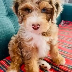 Female/ Name: ( Maple ) Mini Sheepadoodle