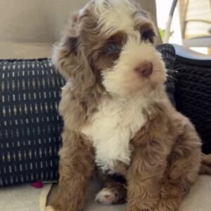 Female/ Name: ( Maroon ) Mini Sheepadoodle