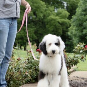 Female/ Name: ( Summer ) Standard Sheepadoodle